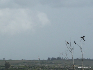 lle del Simeto-24-02-2013 11-45-17